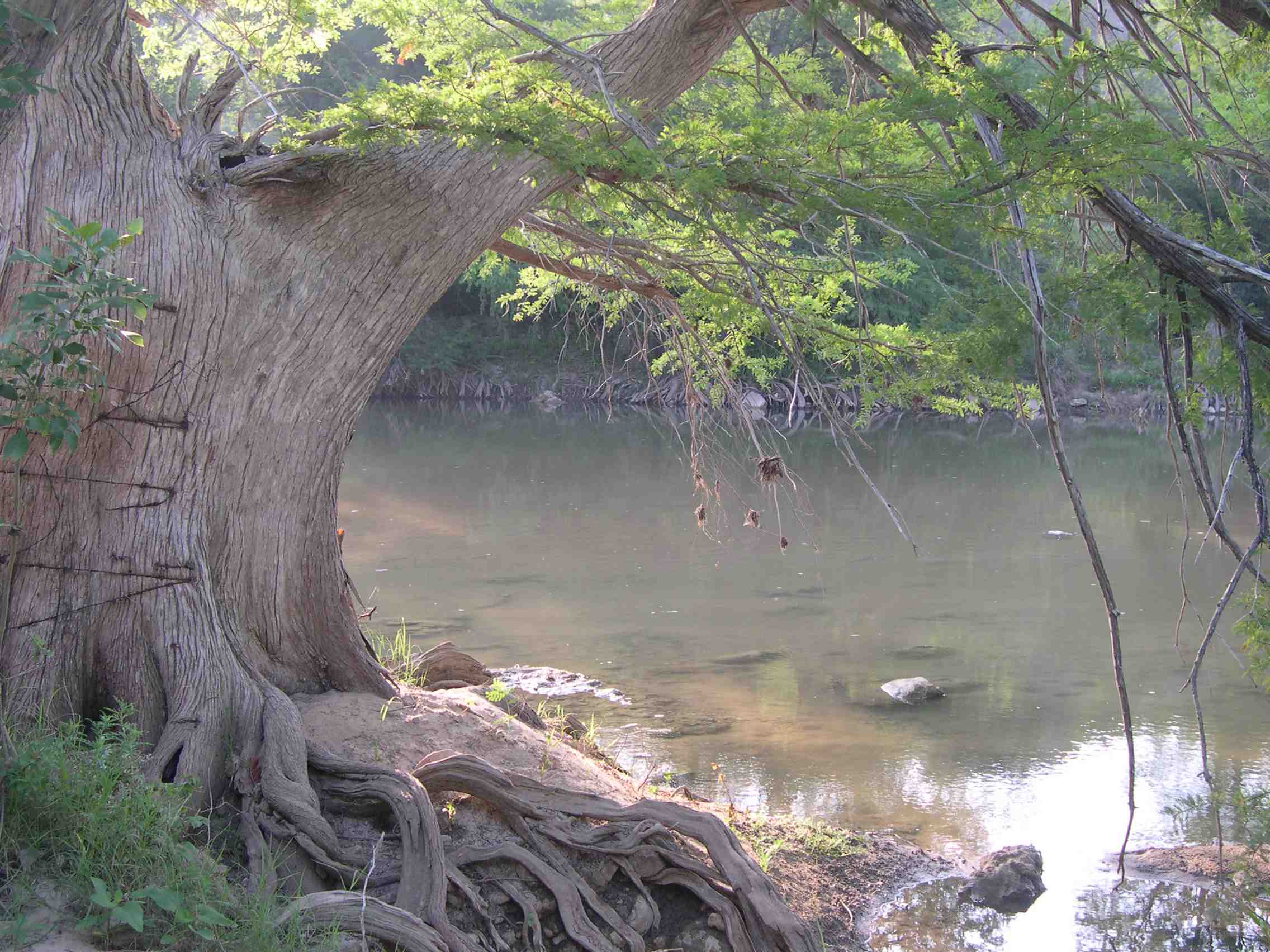 tree river.jpg